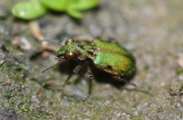 Species of the Day – Delta Green Ground Beetle (Elaphrus viridis)